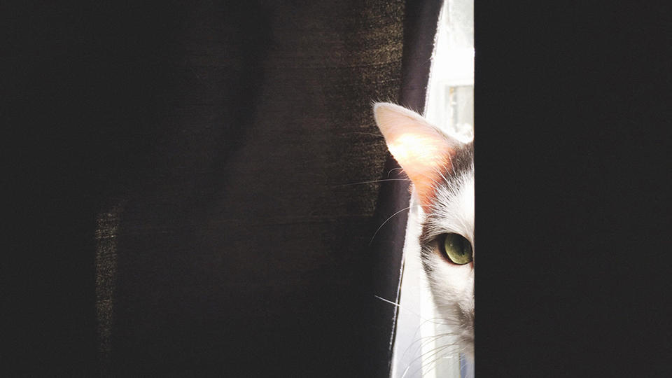 Cat peering out from behind a curtain