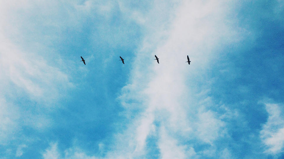 Four birds flying in a straight line.